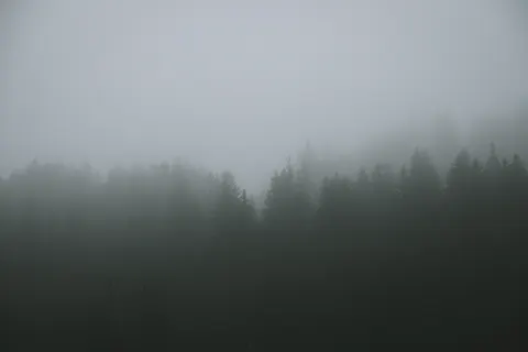 Foggy Forest 4K Wallpaper · nature · 3840×2560