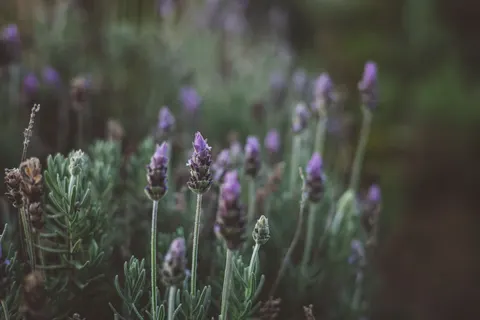 라벤더 밭 4K 배경화면 · flowers · 3840×2560