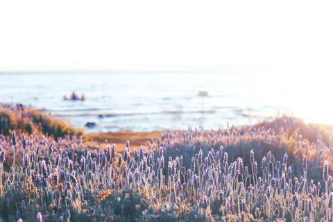 خلفية حقل الخزامى بدقة 4K · flowers · 3840×2560
