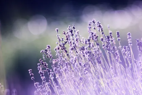 라벤더 밭 4K 배경화면 · flowers · 3840×2560