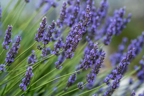 Lavendelfeld 4K Hintergrundbild · flowers · 3840×2555
