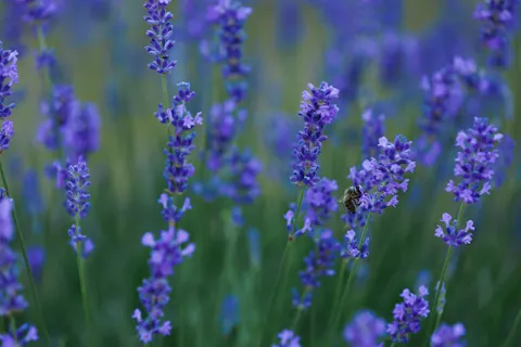 薰衣草田 4K壁纸 · flowers · 3840×2560