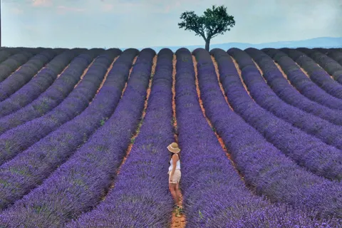 خلفية حقل الخزامى بدقة 4K · flowers · 3840×2560