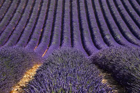 Lavender Field 4K Wallpaper · flowers · 3840×2560