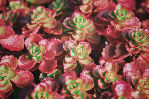 다육식물 4K 배경화면 · flowers · 3840×2560