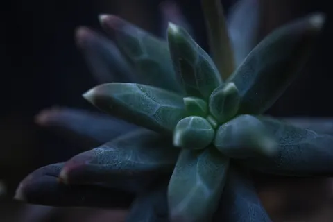 다육식물 4K 배경화면 · flowers · 3840×2563