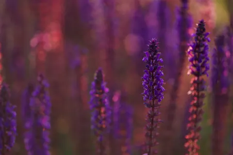 Lavendelfeld 4K Hintergrundbild · flowers · 3840×2560