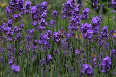 Обои Лавандовое поле 4K · flowers · 3840×2560