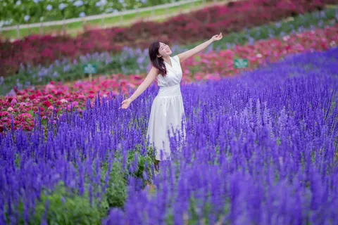 خلفية حقل الخزامى بدقة 4K · flowers · 3840×2560