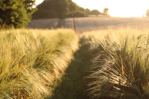 Landelijk Veld 4K-achtergrond · nature · 3840×2560