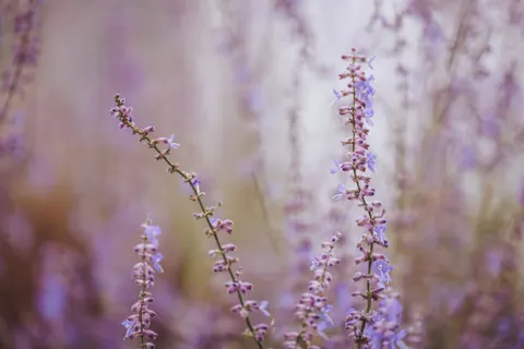 Fond d'écran Champ de lavande 4K · flowers · 3840×2560