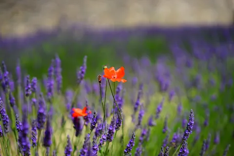 Fond d'écran Champ de lavande 4K · flowers · 3840×2560