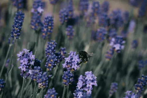 Обои Лавандовое поле 4K · flowers · 3840×2560