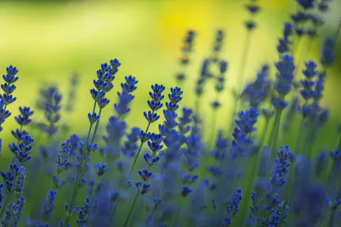 薰衣草田 4K壁纸 · flowers · 3840×2560