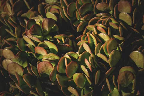 다육식물 4K 배경화면 · flowers · 3840×2560