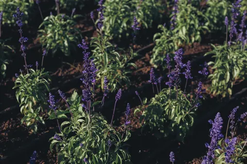 خلفية حقل الخزامى بدقة 4K · flowers · 3840×2560