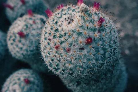다육식물 4K 배경화면 · flowers · 3840×2560