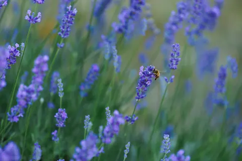 خلفية حقل الخزامى بدقة 4K · flowers · 3840×2560