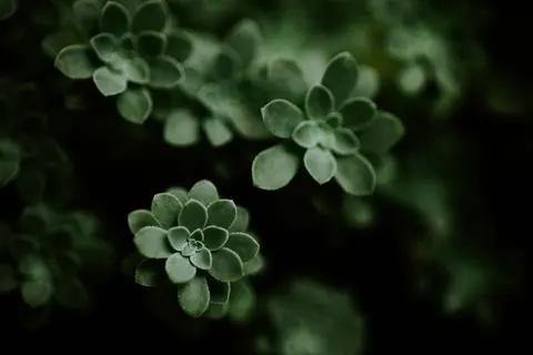 다육식물 4K 배경화면 · flowers · 3840×2560