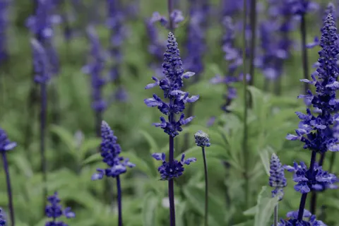Lavendelfeld 4K Hintergrundbild · flowers · 3840×2560