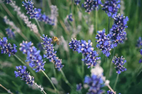خلفية حقل الخزامى بدقة 4K · flowers · 3840×2555