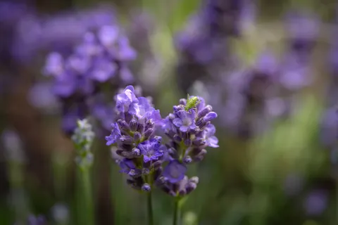 Lavendelfeld 4K Hintergrundbild · flowers · 3840×2560