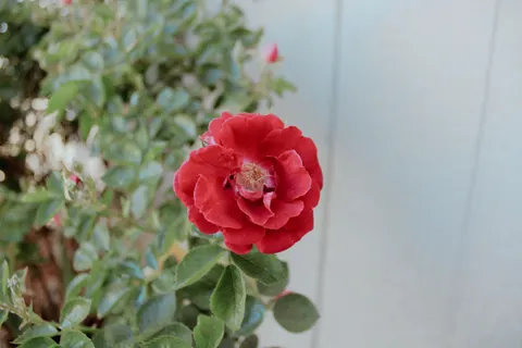 Rose 4K Hintergrundbild · flowers · 3840×2560