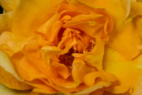Rose 4K Hintergrundbild · flowers · 3840×2560