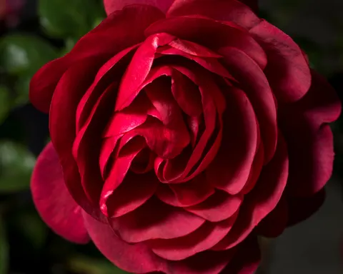 Rose 4K Hintergrundbild · flowers · 3840×3072