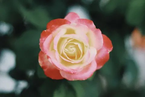 장미 4K 배경화면 · flowers · 3840×2560