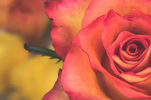 Rose 4K Hintergrundbild · flowers · 3840×2560