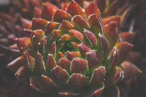 다육식물 4K 배경화면 · flowers · 3840×2560