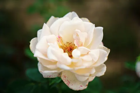 Fond d'écran Rose 4K · flowers · 3840×2561