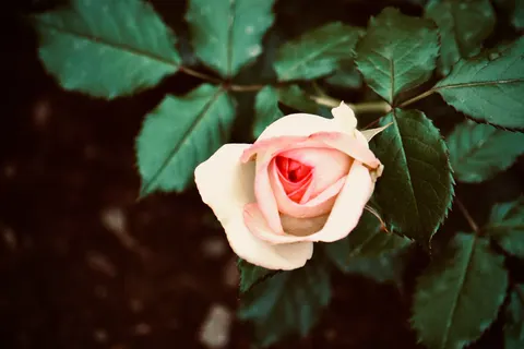 Rose 4K Wallpaper · flowers · 3840×2560