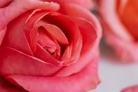장미 4K 배경화면 · flowers · 3840×2560