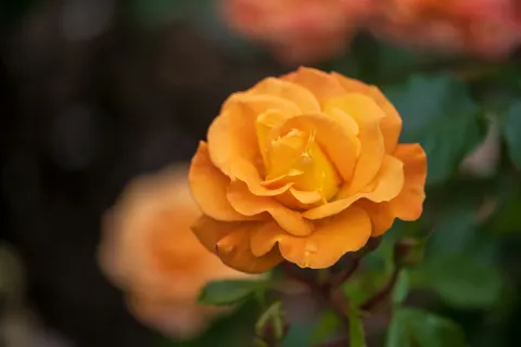 Papel de parede Rosa 4K · flowers · 3840×2560