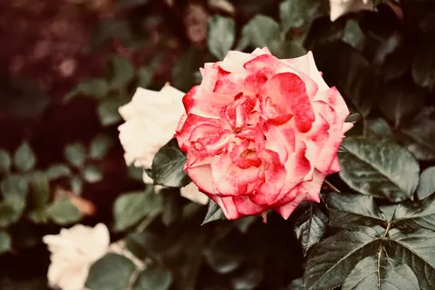 玫瑰 4K壁纸 · flowers · 3840×2560