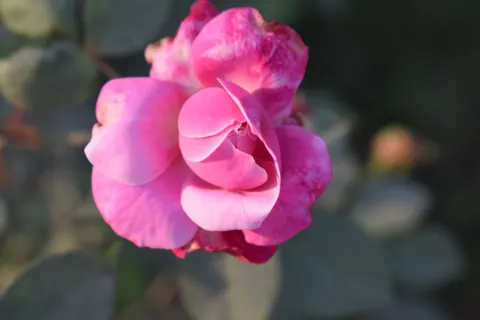 Papel de parede Rosa 4K · flowers · 3840×2560