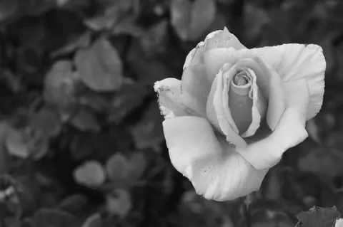 Fondo de pantalla Rosa 4K · flowers · 3840×2553