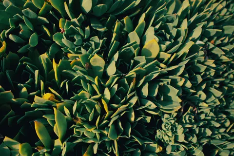 다육식물 4K 배경화면 · flowers · 3840×2560