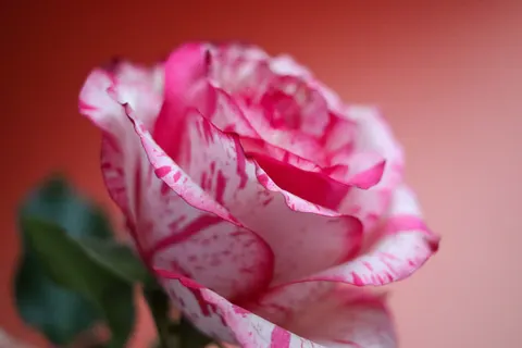 장미 4K 배경화면 · flowers · 3840×2560