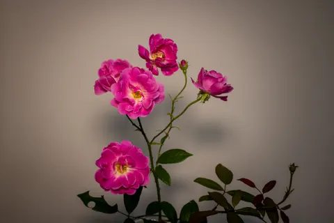 Rose 4K Wallpaper · flowers · 3840×2560