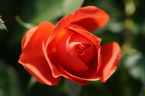 Fond d'écran Rose 4K · flowers · 3840×2560
