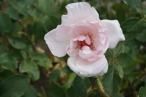 Rose 4K Hintergrundbild · flowers · 3840×2560