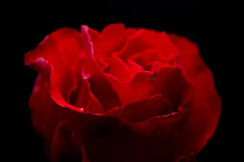 玫瑰 4K壁纸 · flowers · 3840×2560
