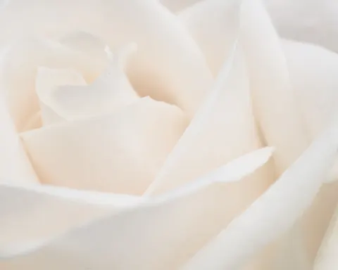 Rose 4K Wallpaper · flowers · 3840×3072