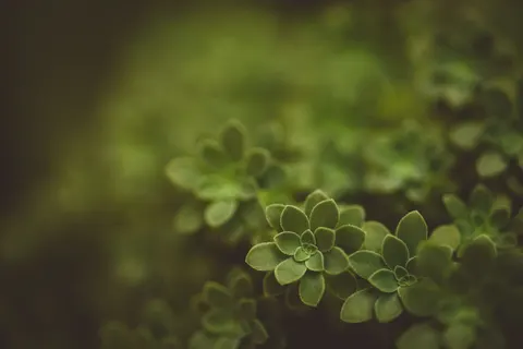 다육식물 4K 배경화면 · flowers · 3840×2560