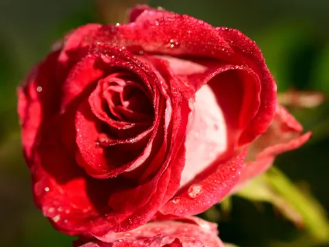 Rose 4K Hintergrundbild · flowers · 3840×2880
