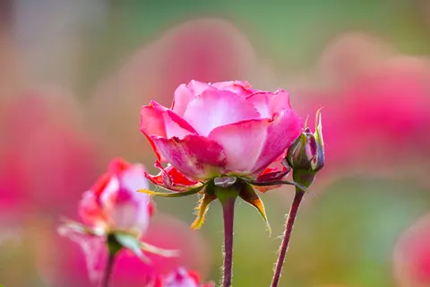 Rose 4K Hintergrundbild · flowers · 3840×2560