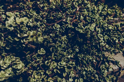 다육식물 4K 배경화면 · flowers · 3840×2560